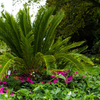 sago palm