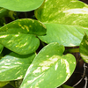 money plant