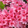 azalea