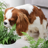 pets and plants