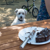 pet and leftovers