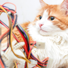 pets and wires