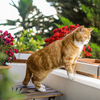 pets and balconies