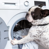 pets and laundry