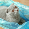 pets and plastic bag