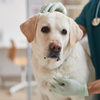 Visiting the vet