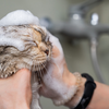 Grooming a cat