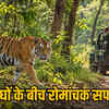 अचानकमार टाइगर रिजर्व में 1 नवंबर से जंगल सफारी शुरू: बाघों के रोमांच का अनुभव करें! | Jungle Safari Starts at Amarkantak Tiger Reserve from November 1: Experience the Thrill of Tigers!