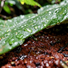 Raindrops on tropical soil