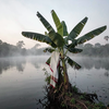 Misty Riverbank Banana Bloom