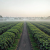 Assam Tea Garden Dawn