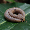 Coiled Caecilian on Leaf