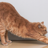 Cat arching its back