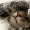 Cat covering face when sleeping
