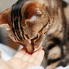 Cat licking owner