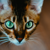 Cat staring at owner