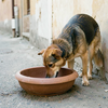 Street Dog's Morning Drink