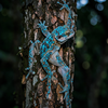 Tokay Gecko's Evening Perch