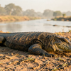 Monitor Lizard on Riverbank