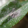 Dust on Green Leaf