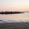 Lagoon Dawn Flamingo Serenity