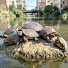 Turtles Bask on Urban Rock