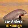 चंबल में विलुप्तप्राय रिवर डॉल्फिन की गणना शुरू: आधुनिक तकनीक से होगा सर्वेक्षण, संरक्षण की दिशा में अहम कदम | Chambal River Dolphin Census Begins: Survey with Modern Technology, Important Step Towards Conservation