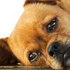 Lethargy or loss of interest