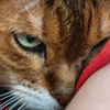 Behavioural shifts