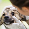 Breathing difficulty, lumps, or eye problems