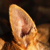 Dog Ear Detail