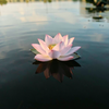 Dawn Lotus on Dark Water
