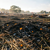 Festival Aftermath, Dawn Light