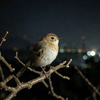 Night Bird, City Glow