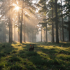 Dawn Hare in Misty Forest