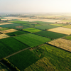 Golden Hour Agricultural Tapestry