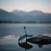 Lotus, Conch, Himalayan Dawn
