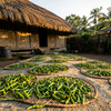 Kerala Pepper Drying Yard