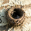 Swallow nest on aged brick