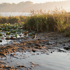 Golden Hour Wading Bird