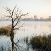 Dawn Kingfisher on Dead Tree