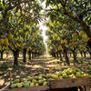 Sunlit Alphonso Mango Orchard