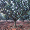 Malihabad Mango Orchard Dawn