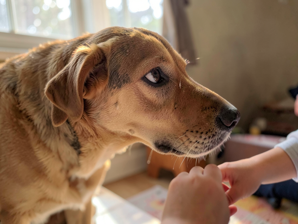Dog's Subtle Warning
