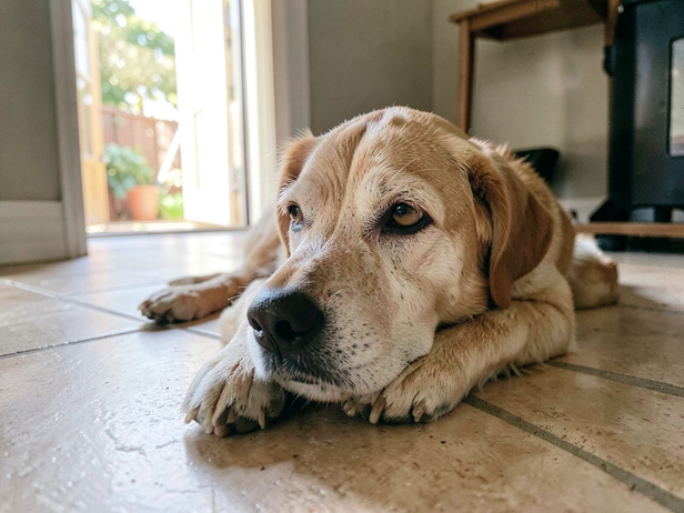 Watchful Dog's Quiet Moment