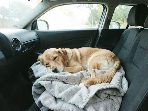 Dog naps in car