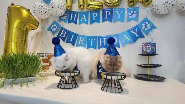 Birthday parties, special treats and holidays_ How pets are joining family traditions