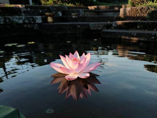 Dawn Lotus Offering