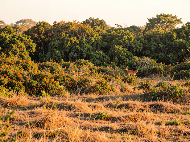 Lantana Dominates Forest Clearing