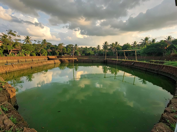 South Indian Fish Pond
